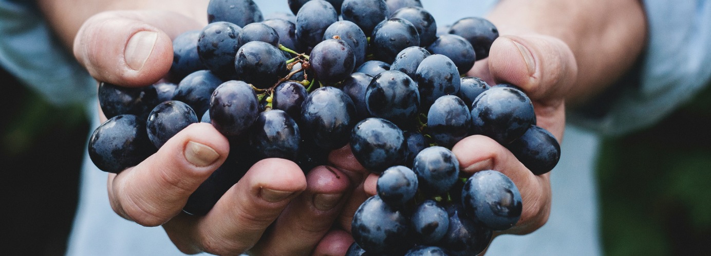 Découvrez la route des vins dans la Drôme